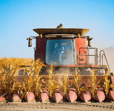 Combine harvesting corn