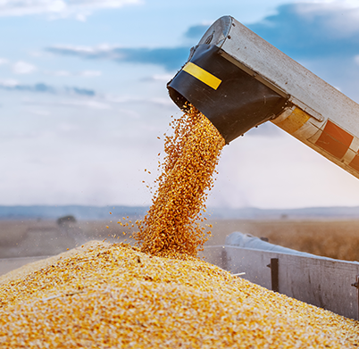 A grain cart being filled up with grain